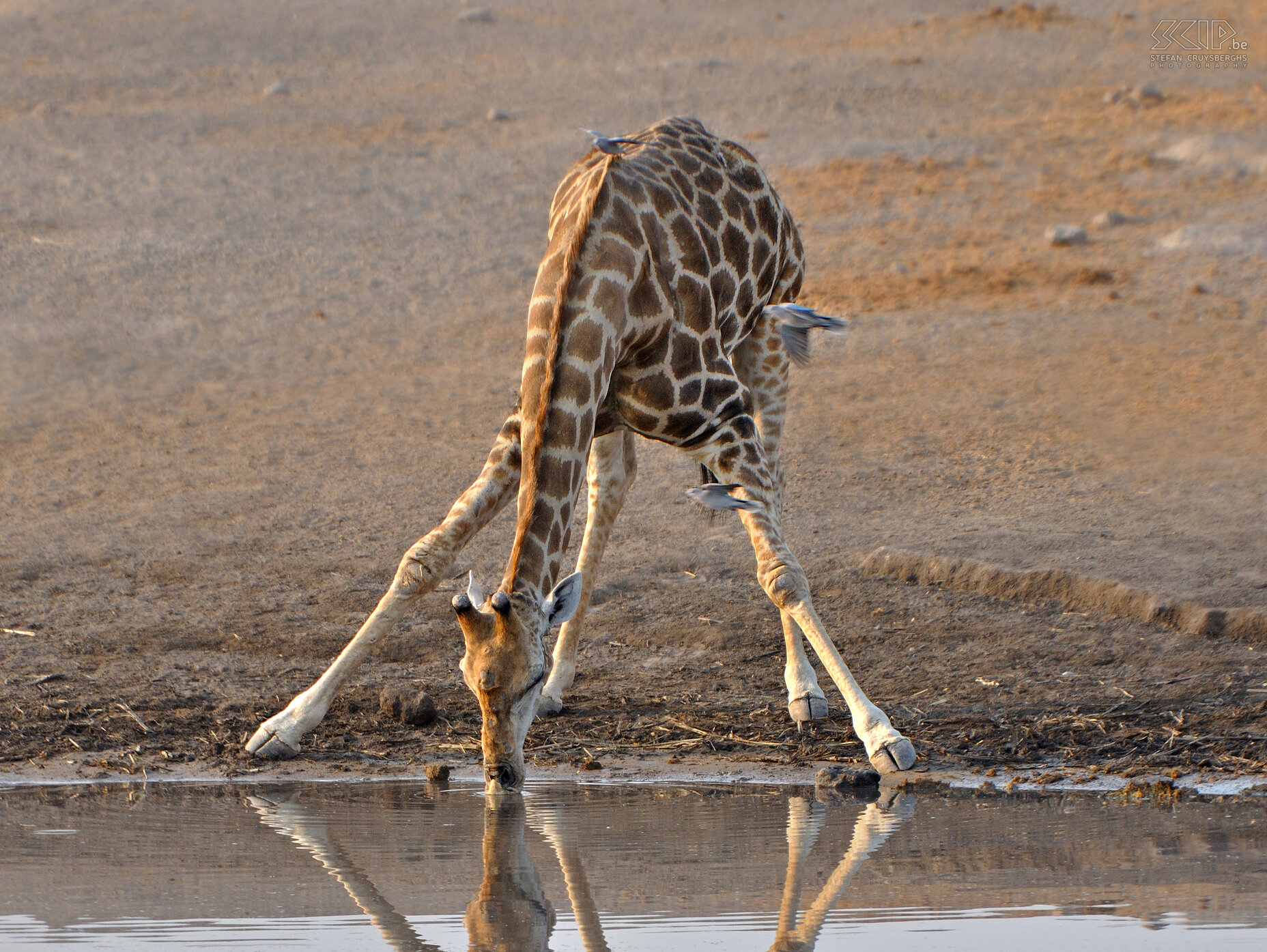 Etosha - Chudop - Giraf  Stefan Cruysberghs